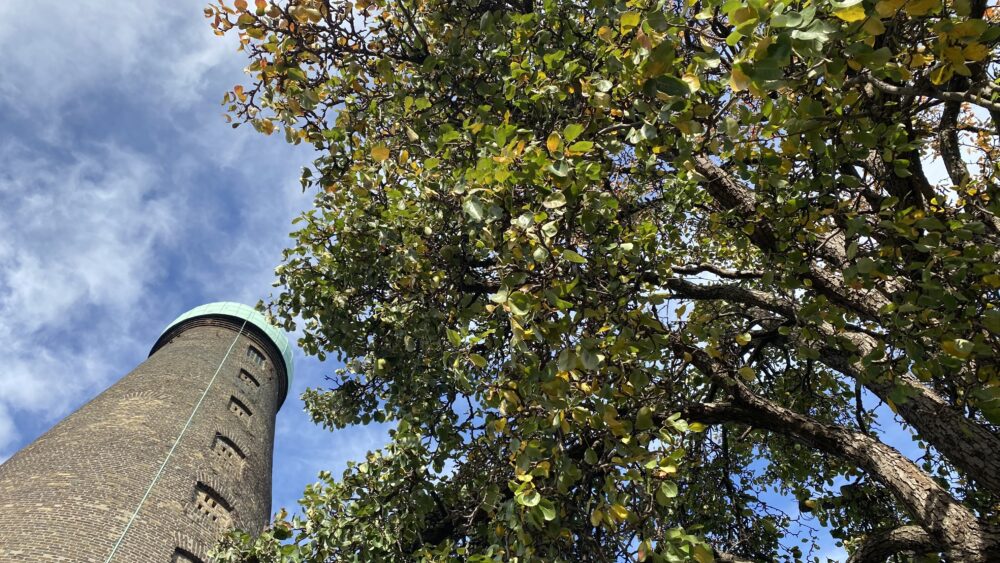 Digital Hub St Patricks Tower and Pear Tree