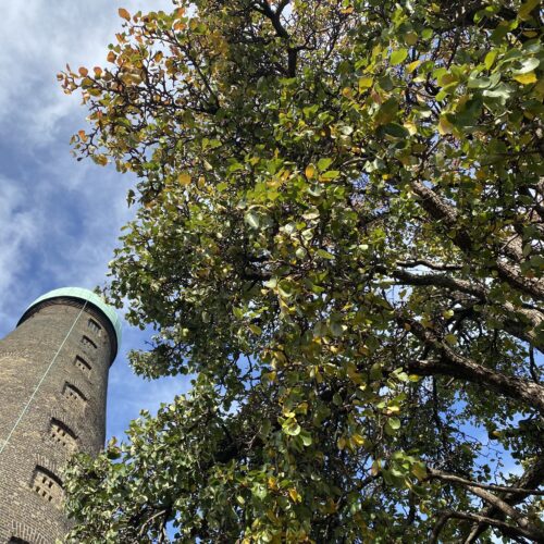 Digital Hub St Patricks Tower and Pear Tree